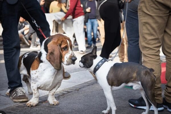 Socializing Your Dog with Other Pets and People