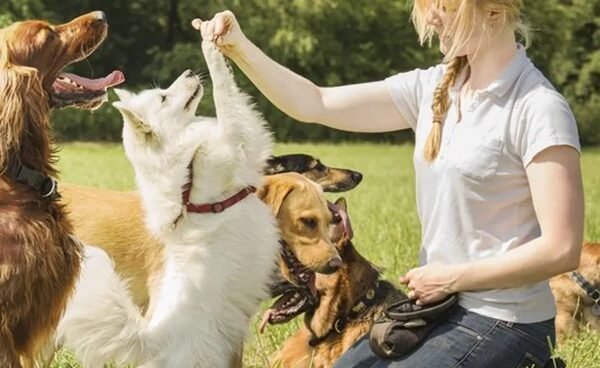 The Basics of Positive Reinforcement in Dog Training