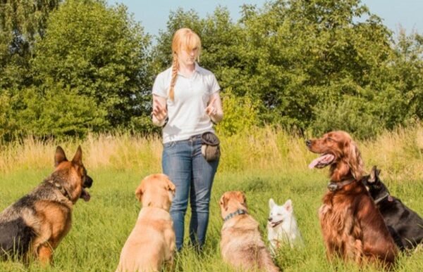 The Benefits of Hiring a Professional Dog Trainer