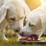 The Benefits of Organic Dog Food