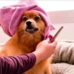 The Benefits of Professional Dog Grooming Services