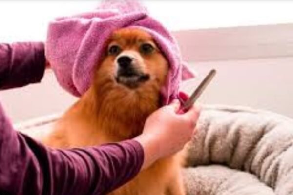 The Benefits of Professional Dog Grooming Services