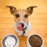 The Benefits of a Balanced Diet for Dogs