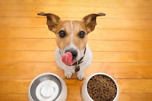 The Benefits of a Balanced Diet for Dogs