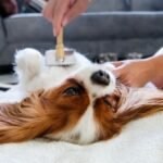 The Importance of Regular Brushing for Dogs