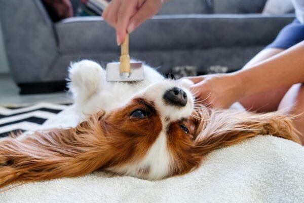 The Importance of Regular Brushing for Dogs