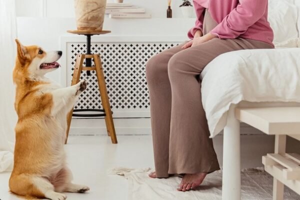 The Role of Consistency in Successful Dog Training