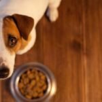 The Role of Supplements in Dog Nutrition