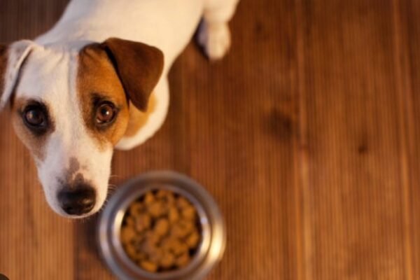 The Role of Supplements in Dog Nutrition