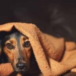 The Role of Training in Reducing Separation Anxiety