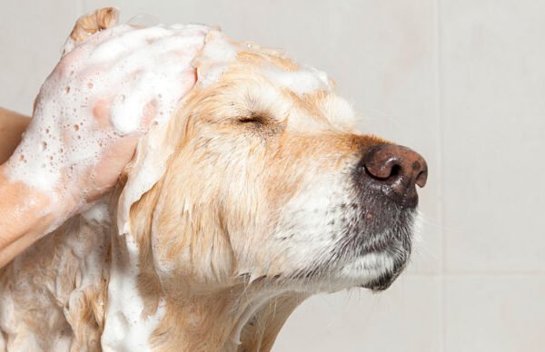 Tips for Bathing Your Dog at Home