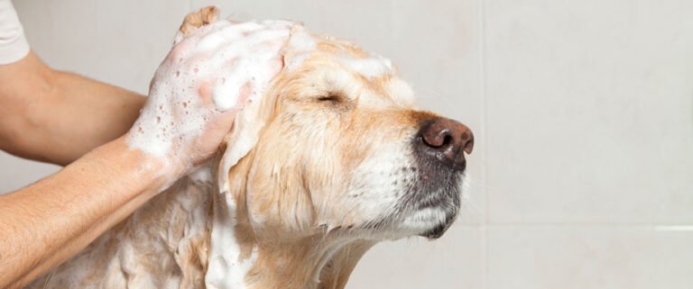 Tips for Bathing Your Dog at Home