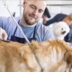 Top Dog Grooming Services Near You