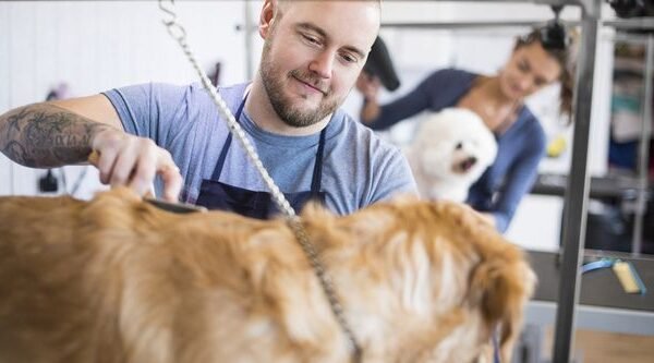 Top Dog Grooming Services Near You