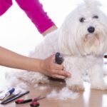 Top Dog Grooming Tools You’ll Need