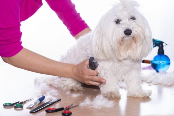 Top Dog Grooming Tools You’ll Need