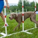 Top Dog Training Techniques That Work