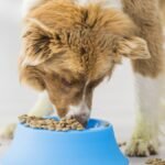 Top Grain-Free Dog Foods