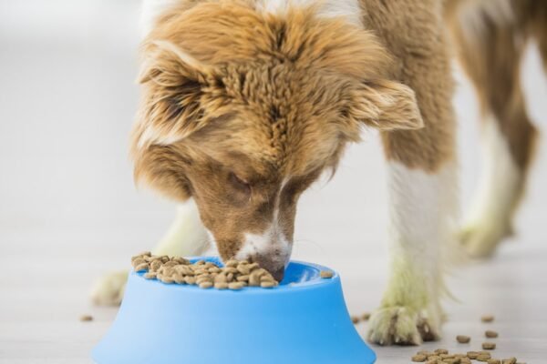 Top Grain-Free Dog Foods