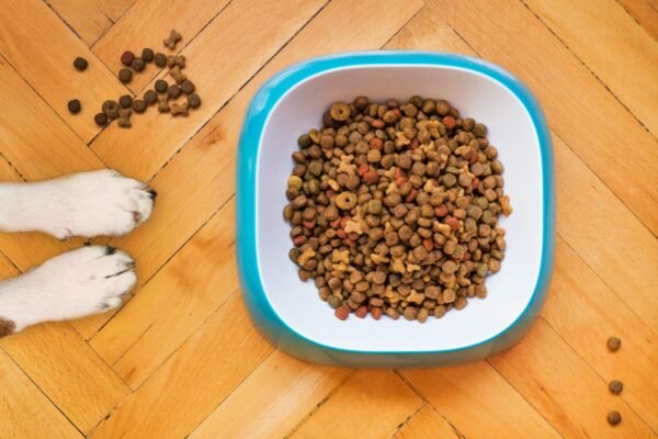 Top High-Protein Dog Food Brands