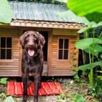 Top Outdoor Dog Houses for Any Weather