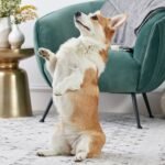 Top Tricks to Teach Your Dog Today
