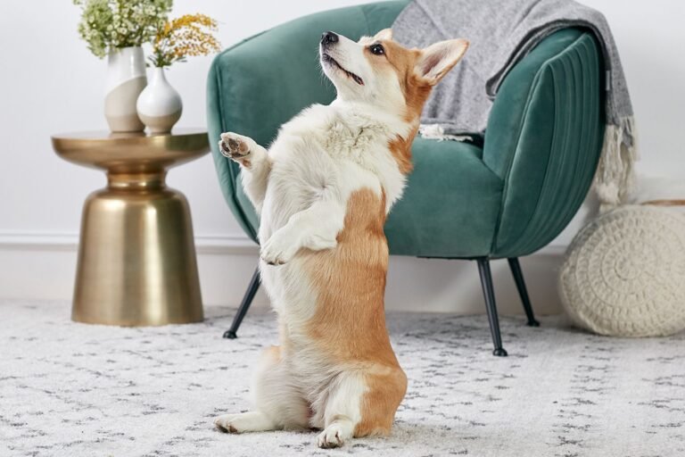 Top Tricks to Teach Your Dog Today