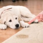 Training Older Dogs: Challenges and Solutions