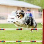 Training Your Dog for Agility Competitions