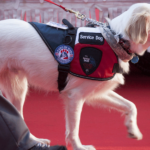 Training a Dog with Hearing Impairment