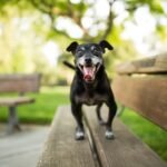 Training a High-Energy Dog