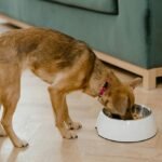 Transitioning Your Dog to a New Food Safely