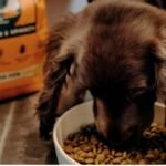Understanding Dog Food Labels: What to Look For