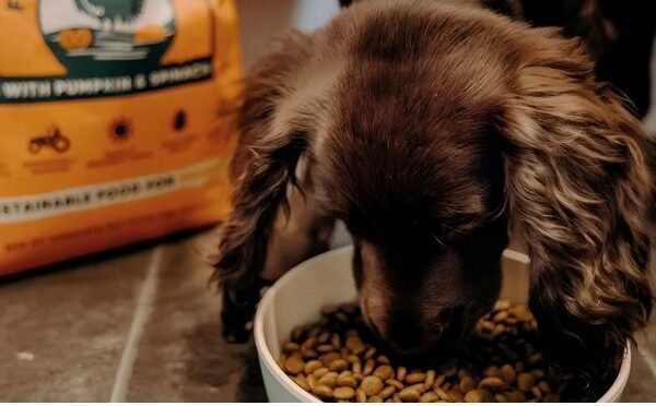 Understanding Dog Food Labels: What to Look For