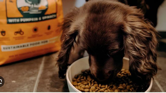 Understanding Dog Food Labels: What to Look For