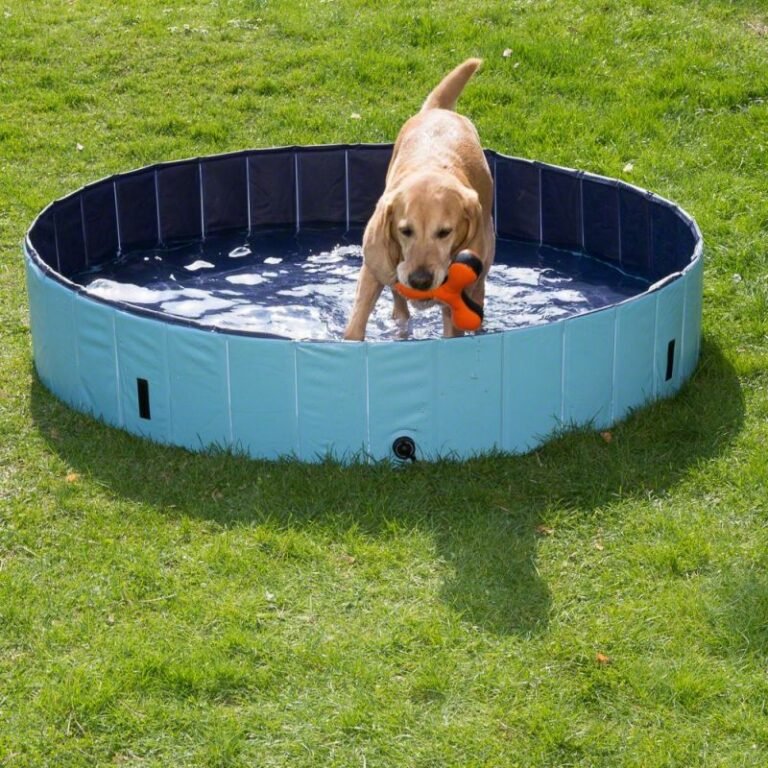 Unique Dog Accessories Your Pup Will Love
