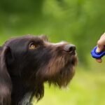 Using Clicker Training Effectively