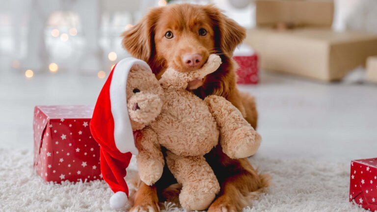 The Best Dog Gifts for Every Type of Pup